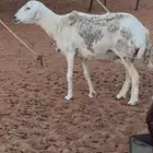 حريه مضرع دافع