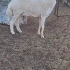 خروف على الشرط يقشع عمره سنه تقريبا الموقع وادي الفرع