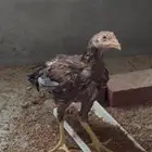زوج باكستاني سندي فروخ