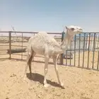بكره مفروده للبيع