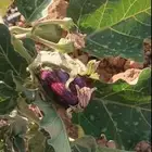 باذنجان حمصي للمكدوس بذرة سوريا