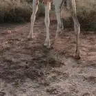 بكره للبيع