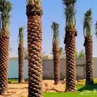 جثايث للبيع بجميع انواعها وأشكالها