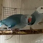 للبيع زوج دره كلير تيل بلو وايت هيد