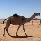 لقحه شقحاء