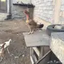دجاج باكستاني وبالجيكي