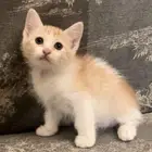 كتن شيرازي هجين برتش للبيع مو للتبني