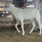 مشروع فحل بيشي مهجن فاخر ونادر