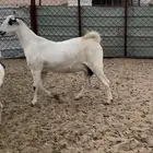 عنز بيشيه كحلا