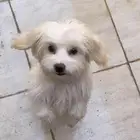 كلب مالتيز ذكر للبيع