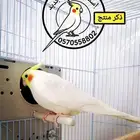 ذكرين كوكتيل منتجين