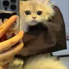 قطط للبيع هملايا صغيره