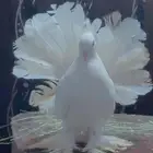 حمام رقاصي ثلاثه أزواج وحمام رو ماني زوج فاخر