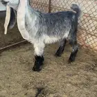 تيس مشروع فحل عارضي معرف