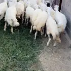 رخال مقاني بفحلها