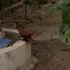 حمام عراقي للبيع بالجمله 14 جوز