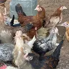 دجاج بلدي بشاير