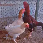 دجاج كوشامو فارسي قزم