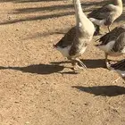 للبيع وز ذكر