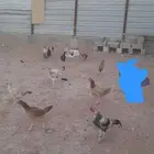 دجاج باكستاني للبيع منتجات في شرق الرياض