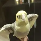 كروان ذكر