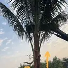 نخل واشنطنيا زينه وملوكي وجوز الهند