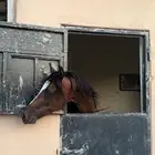 خيل با 7 ألف
