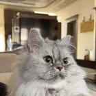 قطة للتبني