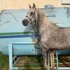 حصان شيخ من فواخر الشعبيات