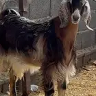 تيس عارضي