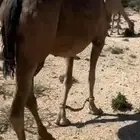ناقحه لقحه