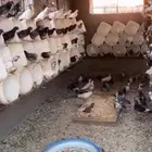 حمام بلدي نظيف للبيع
