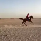حصان شعبي العمر 4 سنوات