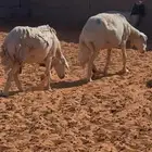 حريات مضاريع