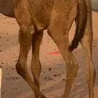 قعود