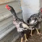 ديوك شامو ألماني بيور