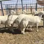 رخال صنف الصنف من حلال ركبه