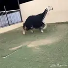 نجديه متوم