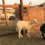 رخل للثلاجه وللكشتات 
