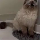 للبيع النوع هملايا