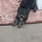 كلاب لتبني