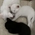 بيع قطط شيرازيه مع الام