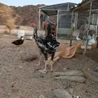 ديكه بكستاني سندي اعمره سته شهور
