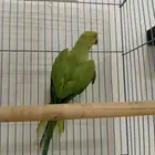 للبيع انثى دره