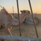 بكرة شقحاء للبيع عالسوم