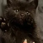 قطط