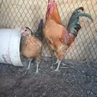 ديك ودجاجه للبيع