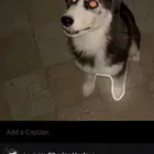 هاسكي سيبيري بيور