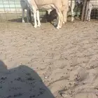 ( تم البيع ) جذع رأس فاخر لأهل التطوير من الصياد في أملج