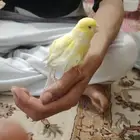 ذكر كناري